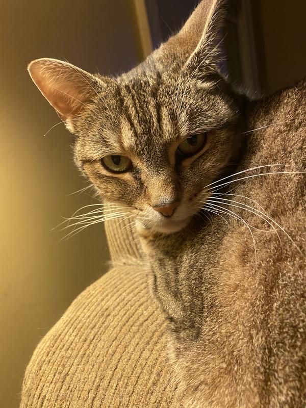 ARM & HAMMER™ Double Duty Clumping Cat Litter