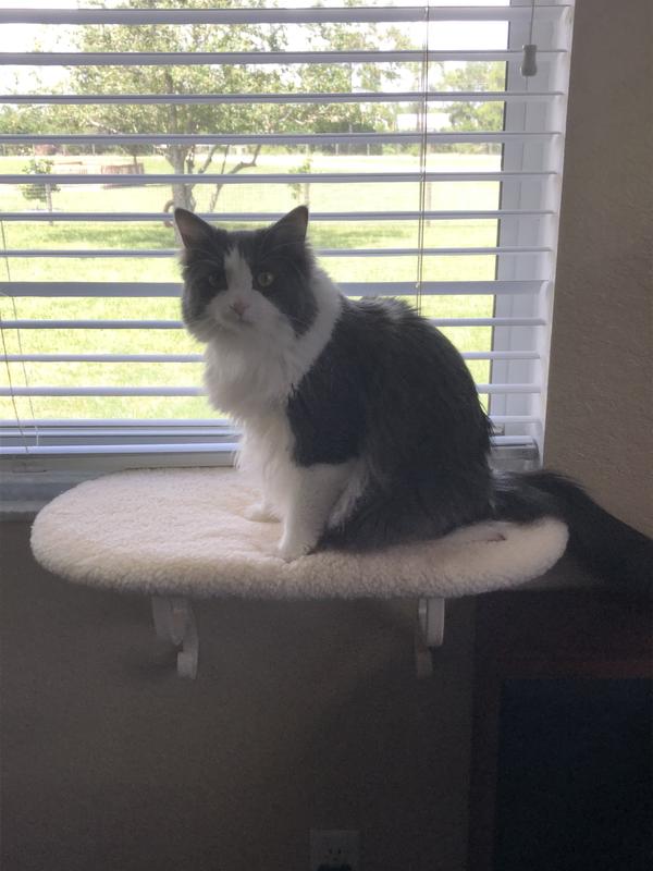 Love my cat TV perch!