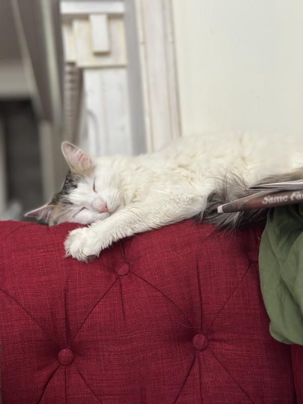Relaxing after using the litterbox