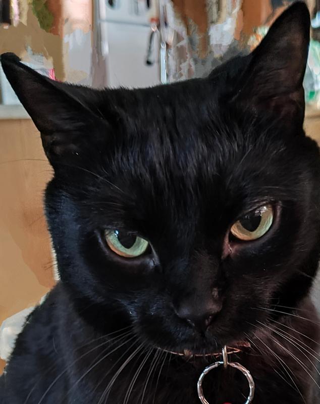 Mr. Pitters. Rescued on 22 Jun 2020 at 6wks old.