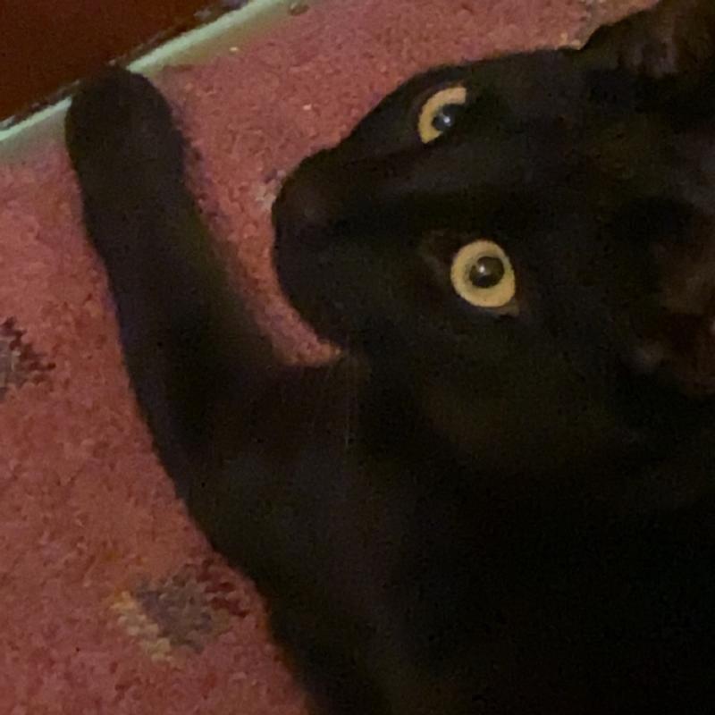 Arm & Hammer Clump & Seal Slide NonStop Odor Control Clumping Cat