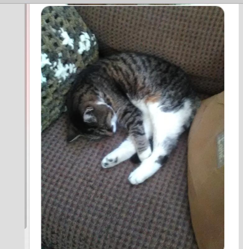 Our Sweet Pumper (rescued from living under a gas tank)
