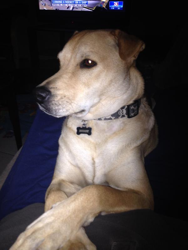 Photo - commentaire&nbsp;8.