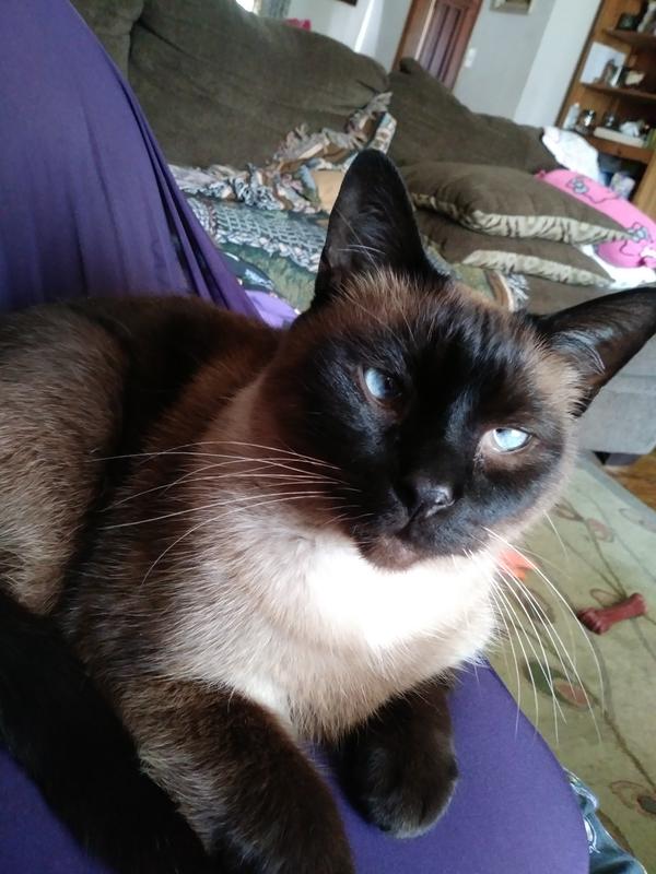 ARM & HAMMER™ Double Duty Clumping Cat Litter