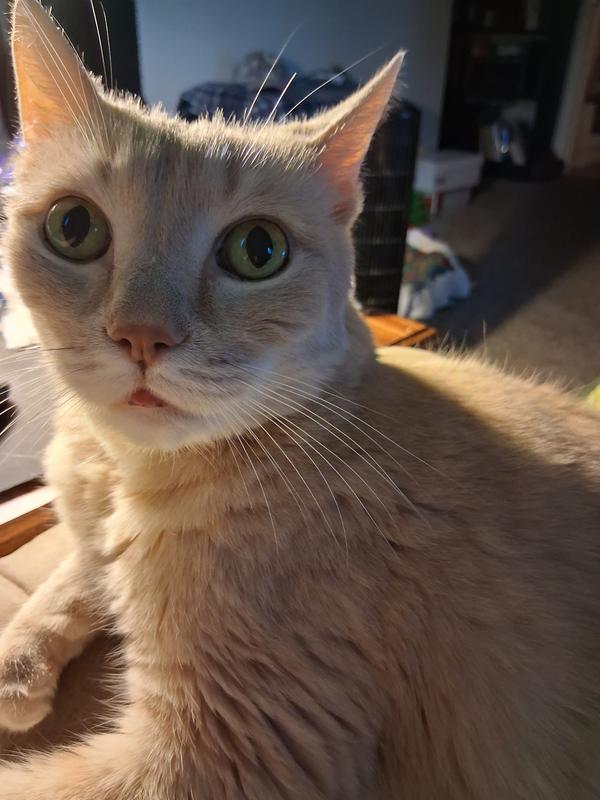 Photo - commentaire&nbsp;2.