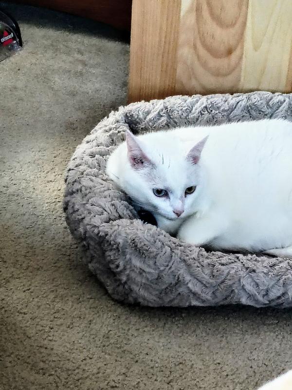 Winter. Rescued on 22 Nov 2020.