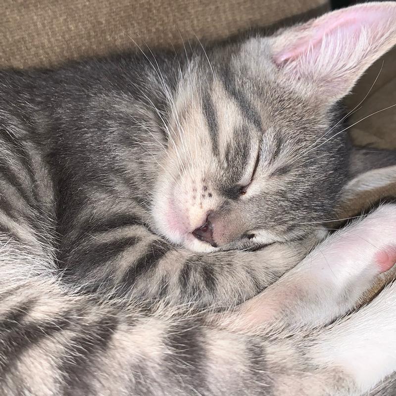 Arm & Hammer Clump & Seal Slide NonStop Odor Control Clumping Cat