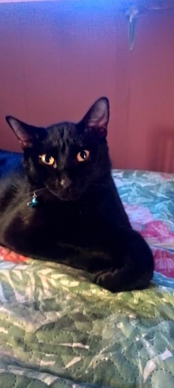 My kitty