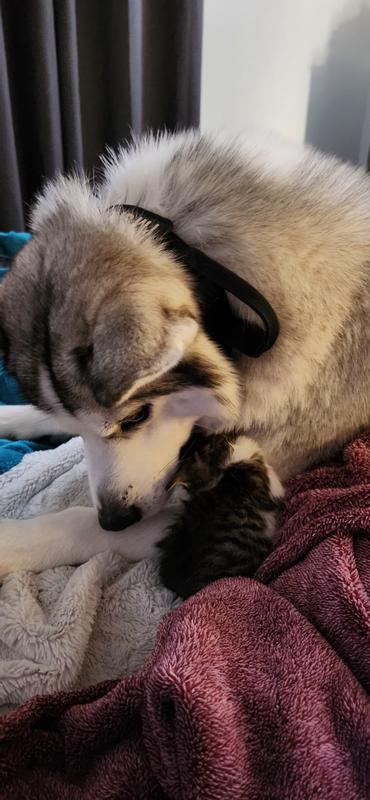 New siblings