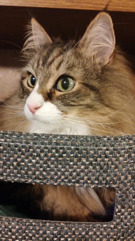 my 17yo loves this stuff