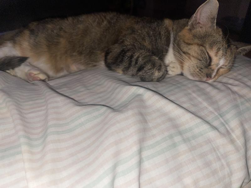 Photo - commentaire&nbsp;8.