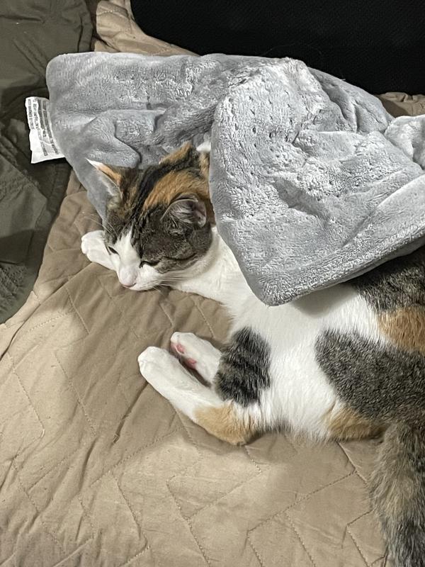 Callie