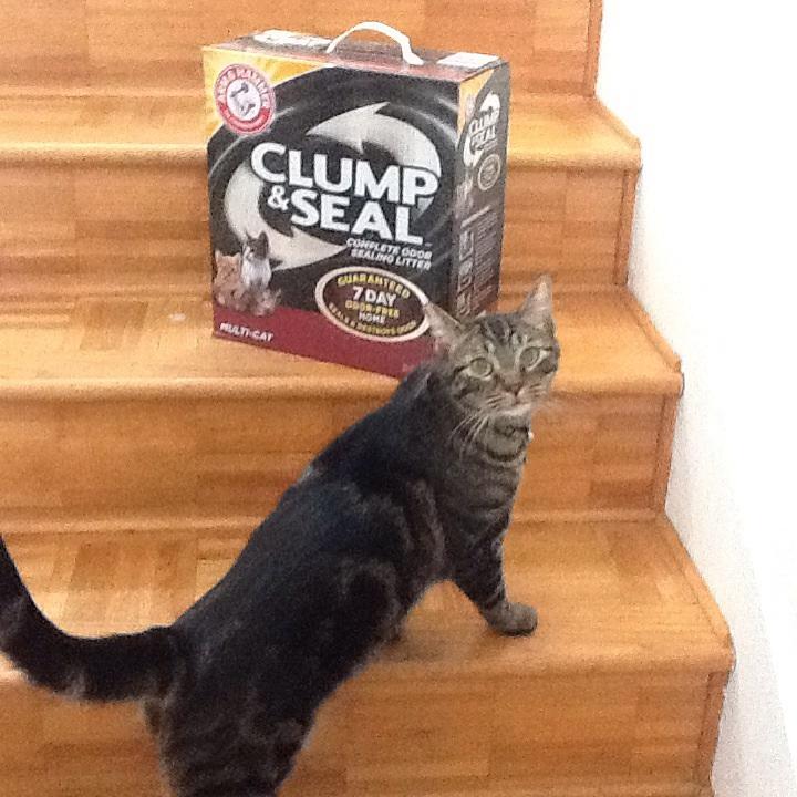 ARM & HAMMER Clump & Seal Multi-Cat Complete Odor Sealing Clumping Cat   Petsense