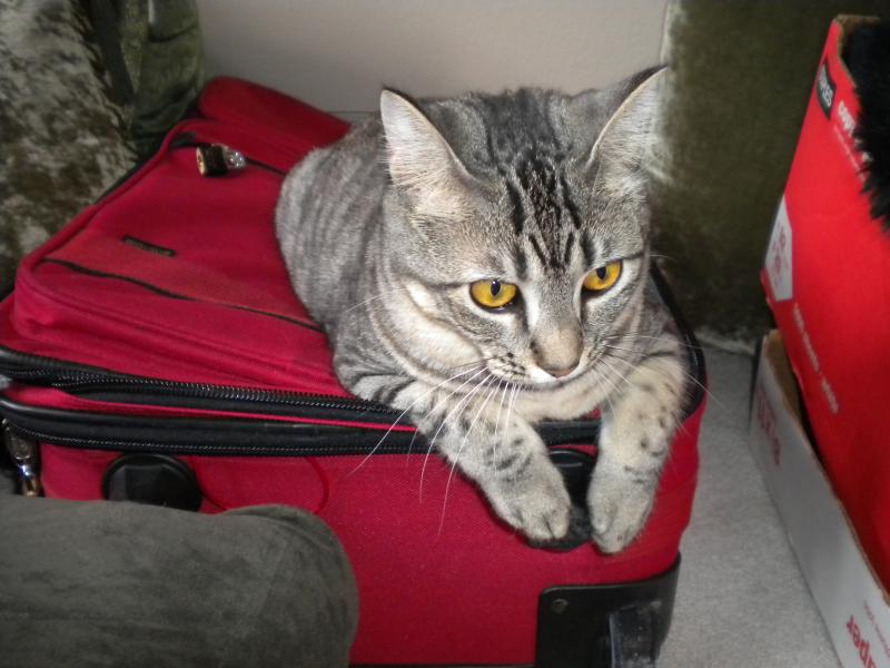 Arm & Hammer Clump & Seal Cloud Control MultiCat Clumping Litter, 19