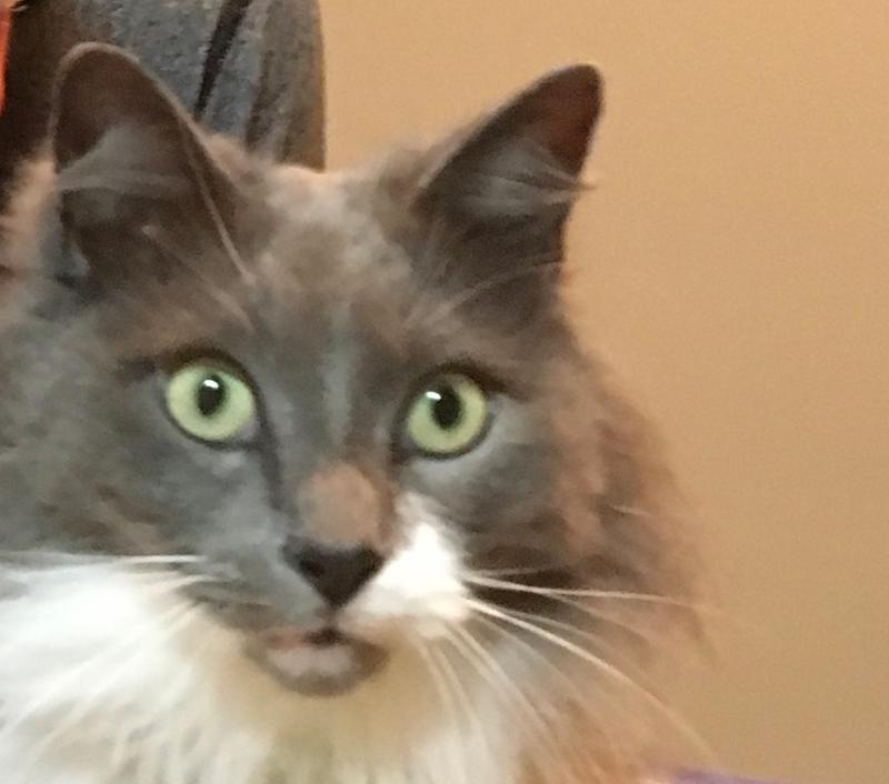 Double Duty Clumping Cat Litter ARM & HAMMER™