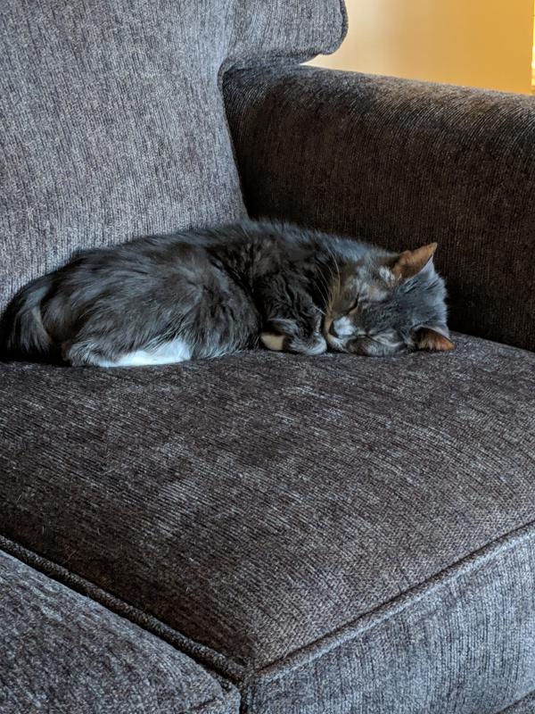 Arm & Hammer Clump & Seal Cloud Control MultiCat Clumping Litter, 19