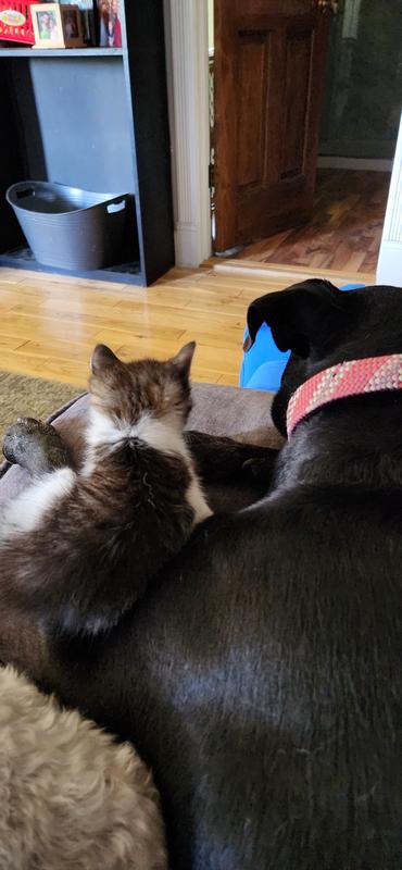 New siblings
