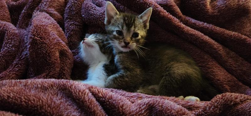New kitty's