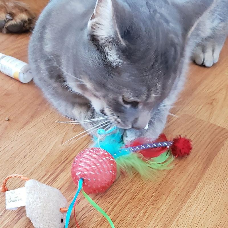 Arm & Hammer Clump & Seal MultiCat Odor Sealing Cat Litter, 28 lbs