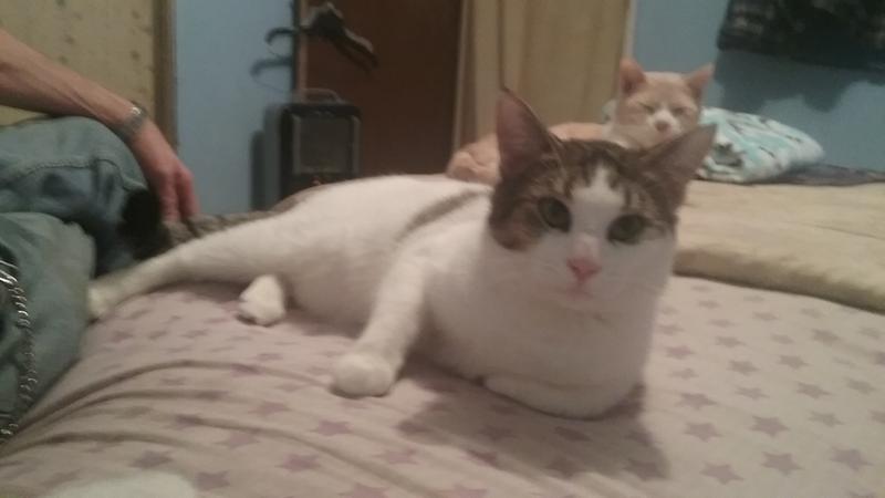 2 cat adults