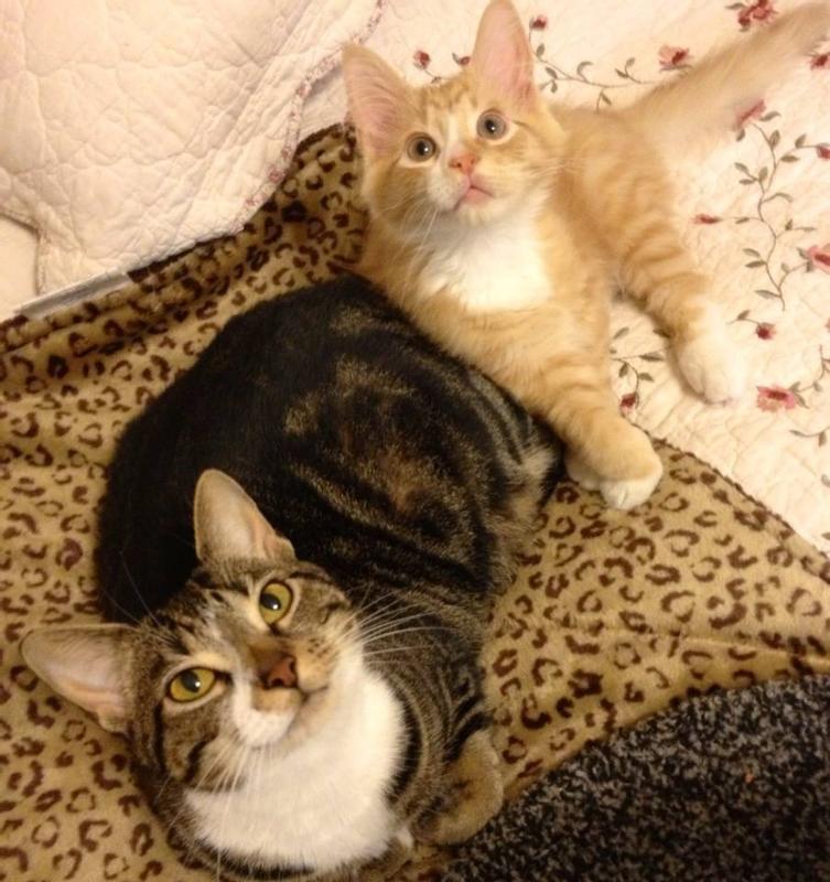 Photo - commentaire 5.