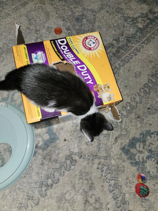 Use empty box as play toy for new babies