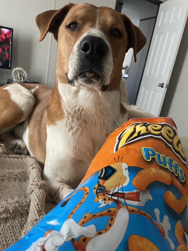 Can dogs eat cheeto puffs shops