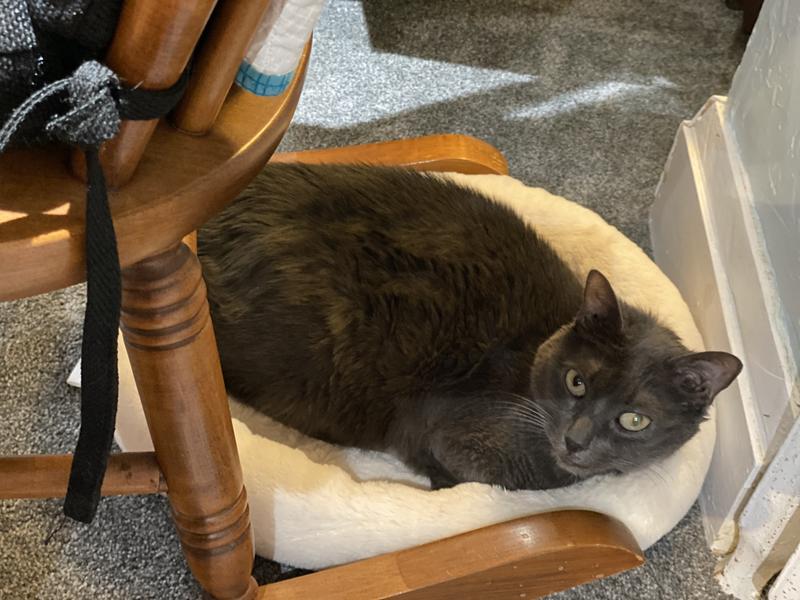 Cat nap time