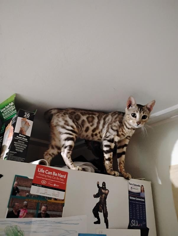 Cheetah is growing strong! With a big appetite!