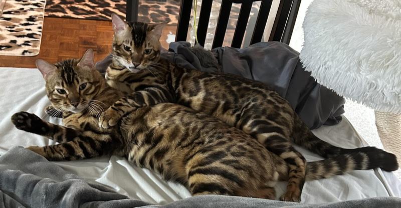 Tuvok & Chakotay say hi!