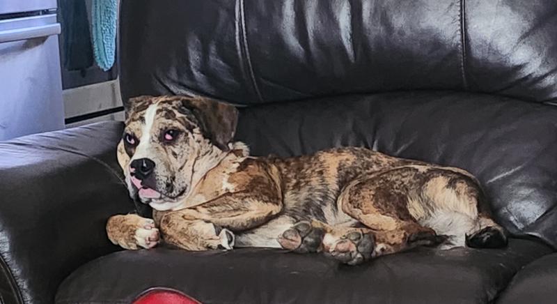 Our rescue fur baby.  Hard to determine what breed he looks like.