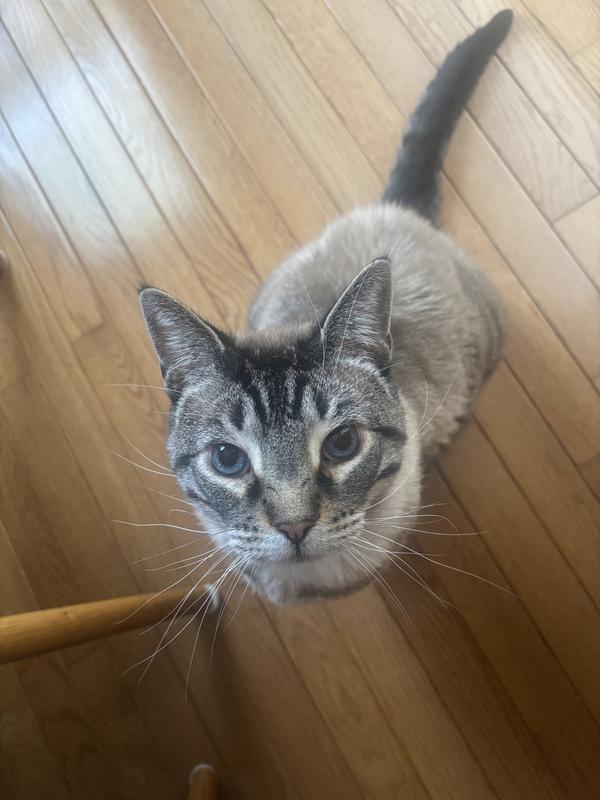 Waiting for his dinner