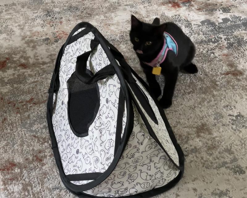 It survived during our vet visit