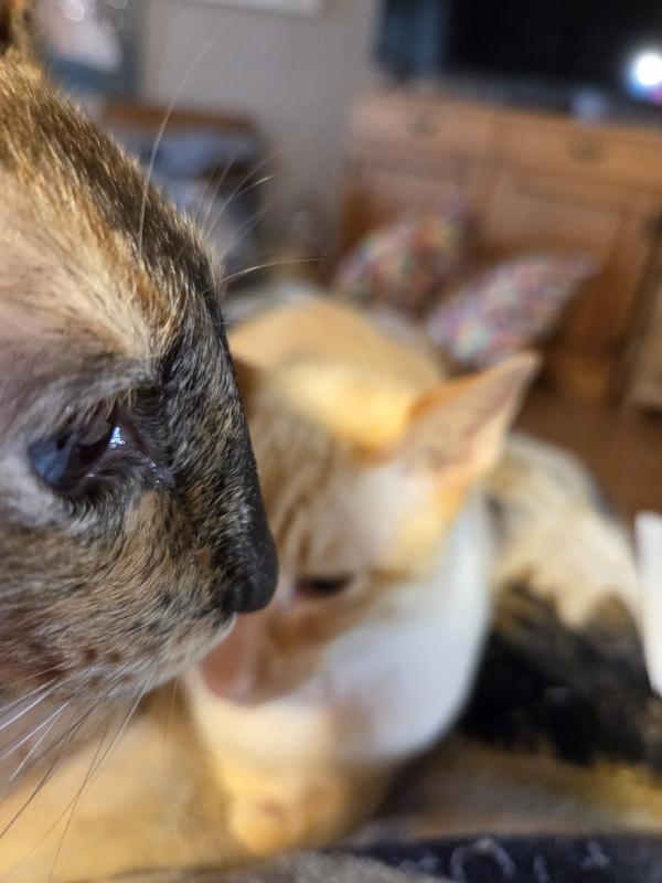 Abu-Atticus & Abu-Brindle