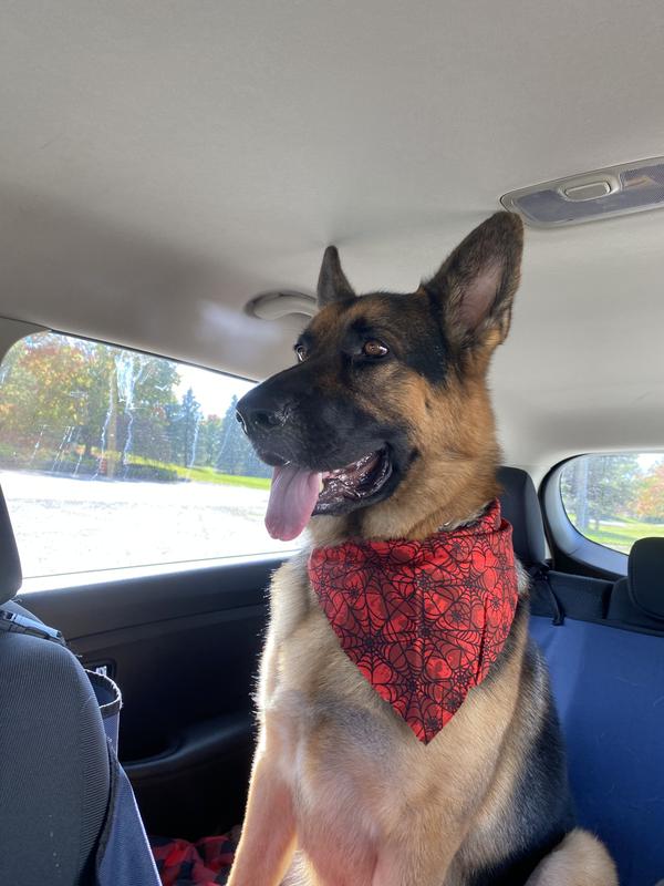 Yes I just got groomed and I smell so good!!