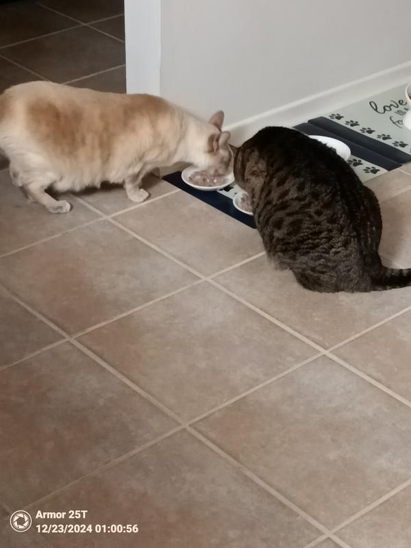 Very happy girls 😺!