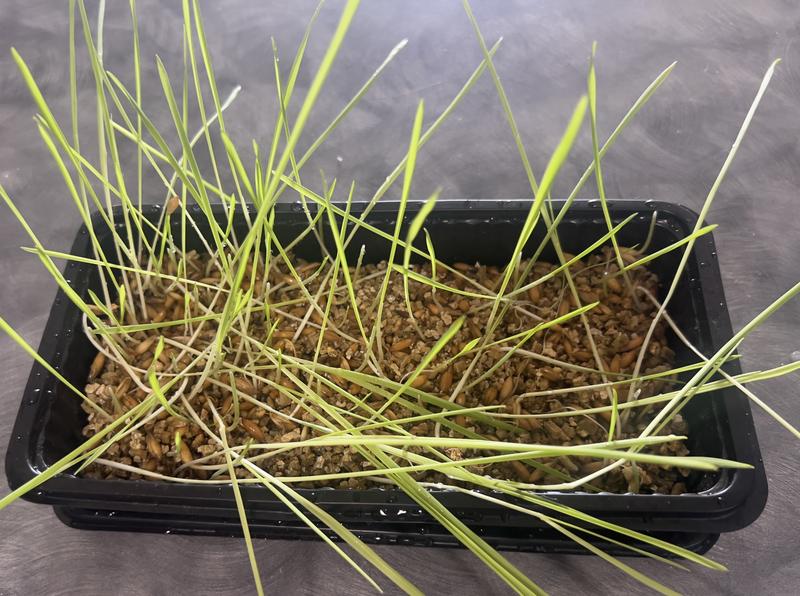 Few Sprouts After Two Weeks