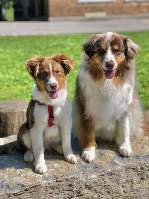 Phoenix & Ollie The Aussie Brothers