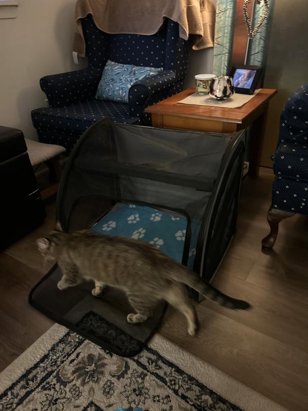 I love it and Maya loves it.  She’s happy travelling in her new carrier