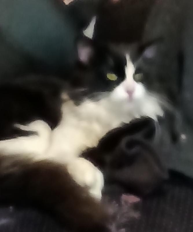 Dad took me in as a stray but I'm still here and I sleep in a chewy box