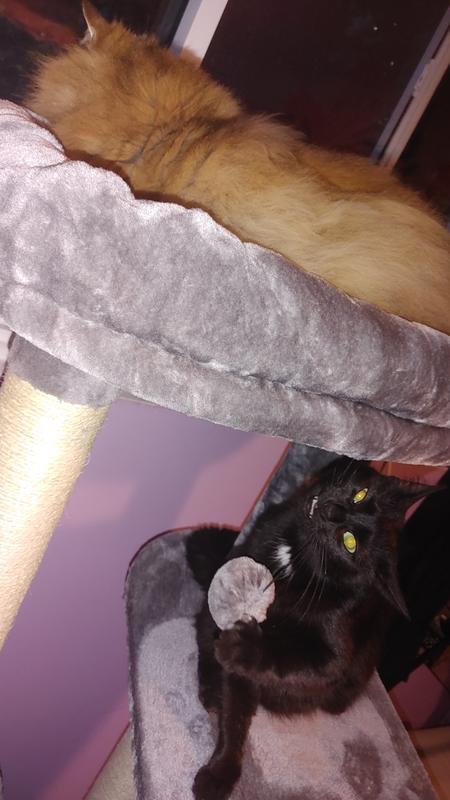 Bruce Anne Tamara Wayne proceeded to rip the pompom off after this photo