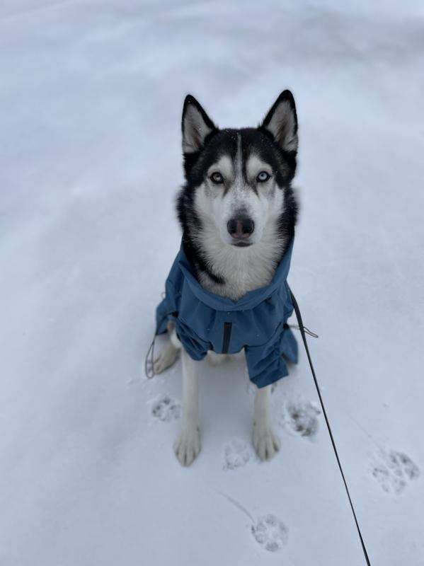 Siberian husky - male and ordered the xxl size