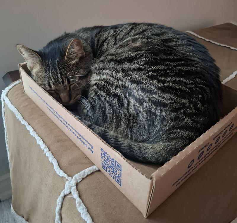 Even the box is a hit!