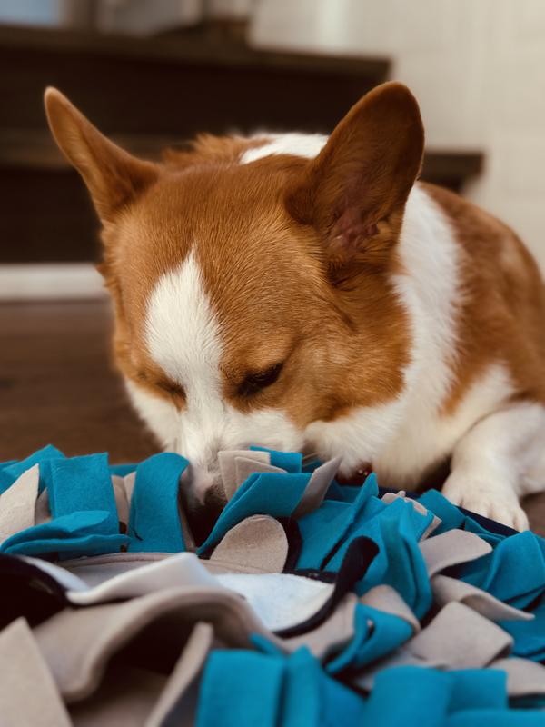 Snuffle mat Merrick’s dinner