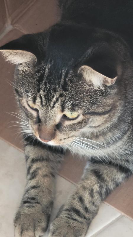 Emerald loves cat grass.