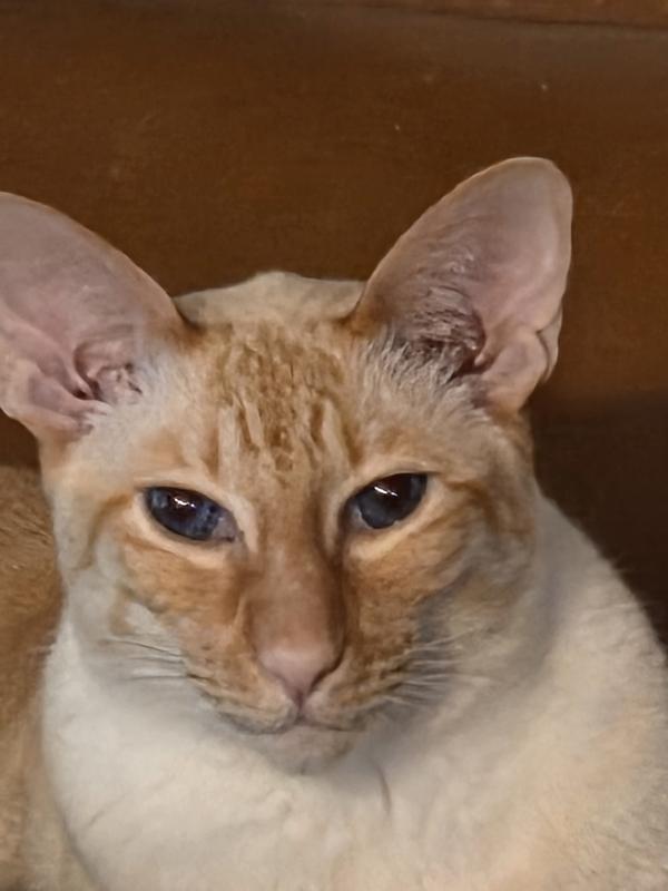 Abu-Atticus 10 years. Red Point Siamese