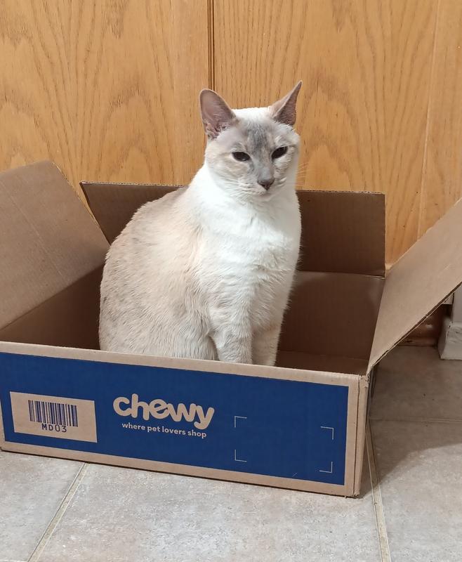 An added bonus lol😺