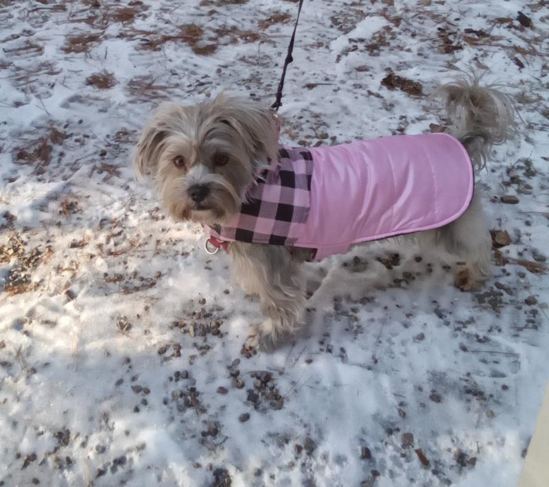 Bella looking very cute in her new coat.