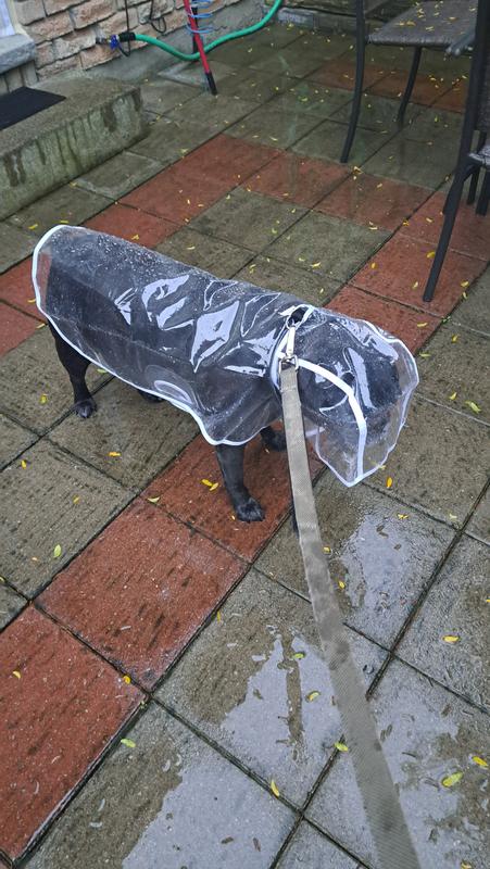 50 lb Boston mix; size XL is perfect