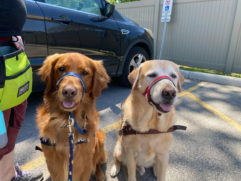 My golden, on the left